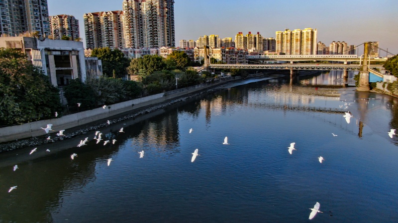 （大图）石井河上重现消失多年的“漠漠水田飞白鹭”景象。石建华 摄.JPG