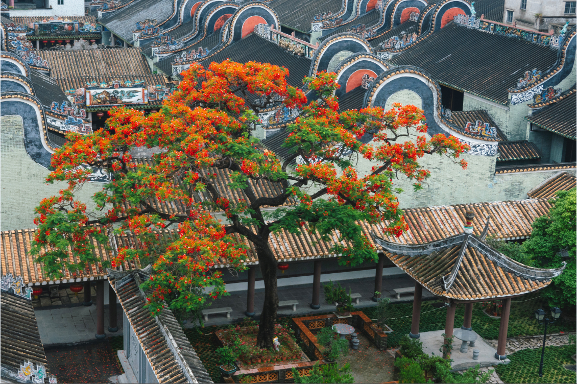 8.《凤凰花与镬耳屋》+陈冲.png