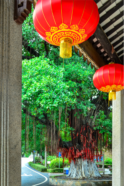 16.《古树祈福》+高飞霞.png