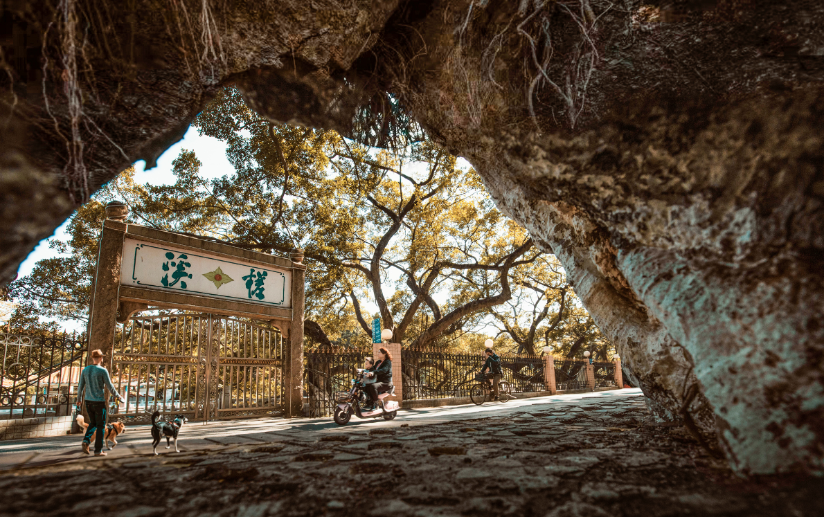 48.《老树下的生活》陈锡雄.png