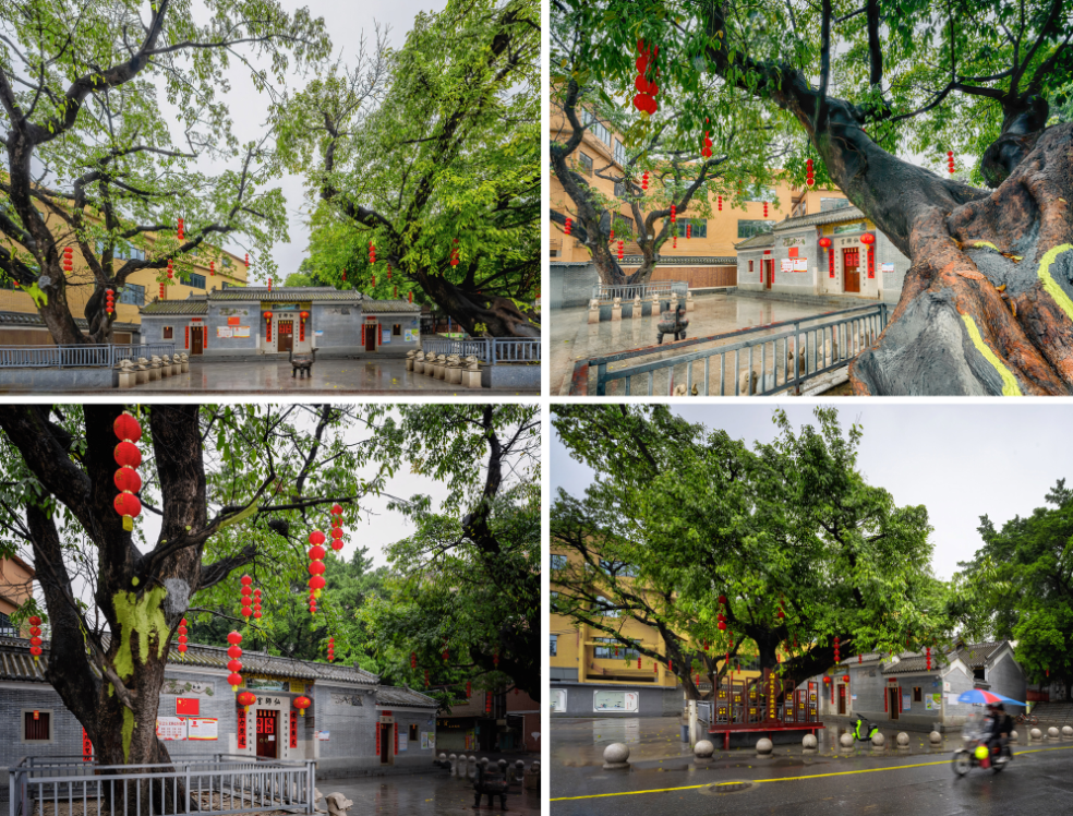 55.《仙师宫古树》+陈俊杰.png