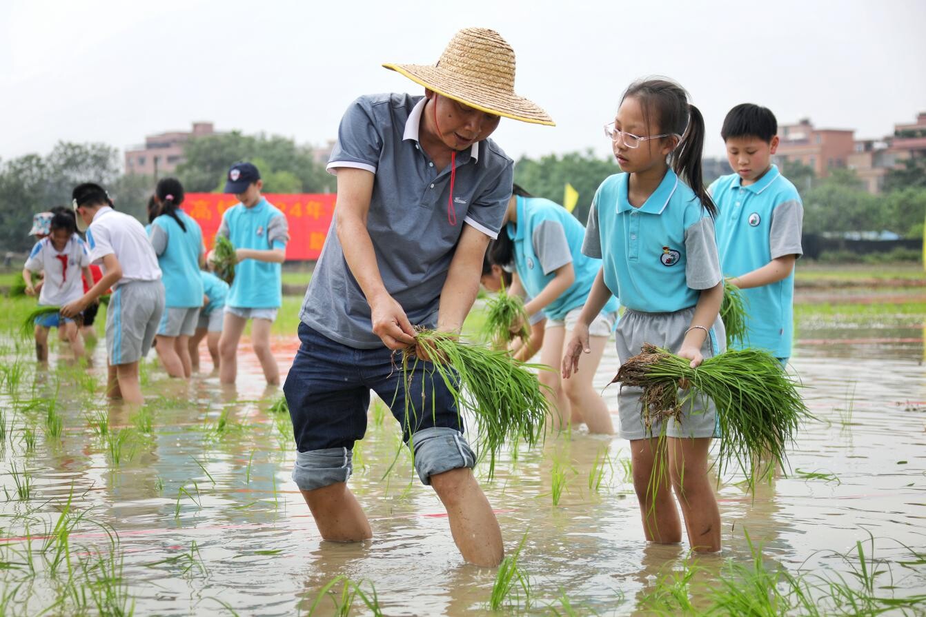 学生插秧助春耕!江高镇全力打好春耕生产<br/>第一仗”