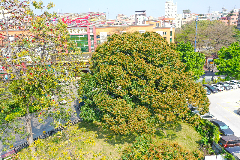 云湖美景-白云湖街夏茅村香芒树